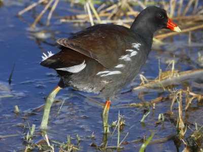 Common Gallinule