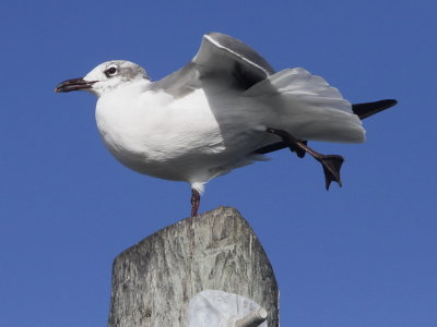 Laughing Gull