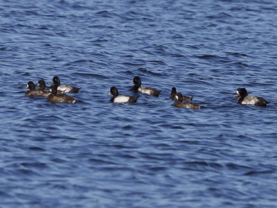 Lesser Scaup