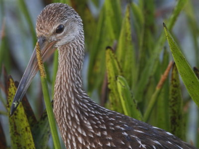 Limpkin