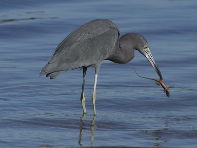 Little Blue Heron