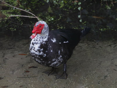 Muscovy Duck