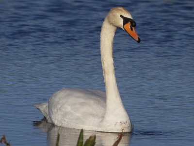 Mute Swan