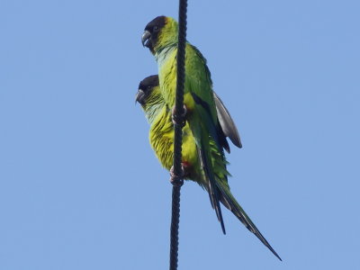 Nanday Parakeet