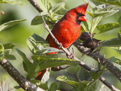 Northern Cardinal