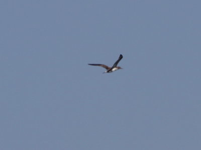 Northern Gannet