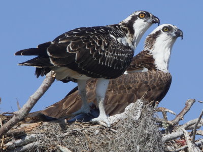 Osprey