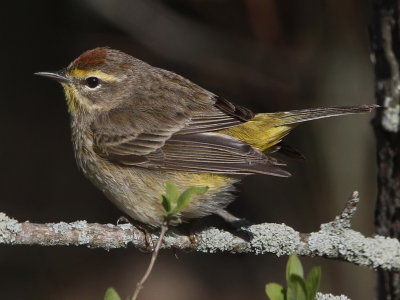 Palm Warbler