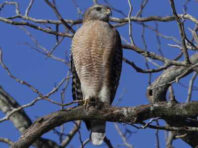 Red-shouldered Hawk