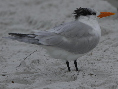 Royal Tern