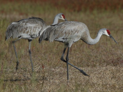 Sandhill Crane