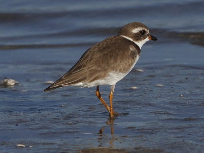 Semipalmated Plover