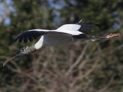 Wood Stork.jpg
