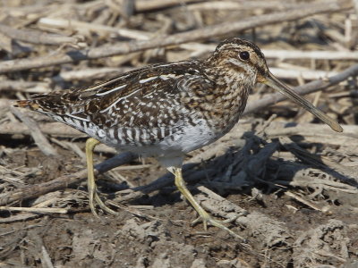 Wilson's Snipe