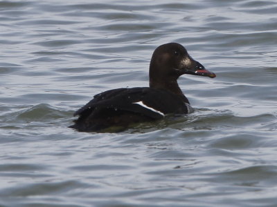 White-winged Scoter