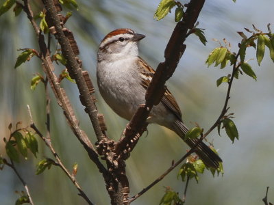 Chipping Sparrow