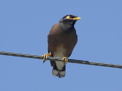 Common Myna