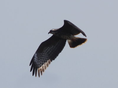 Snail Kite