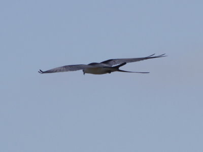 Swallow-tailed Kite