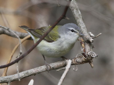 Tennessee Warbler