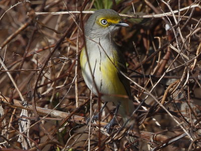 White-eyed Vireo