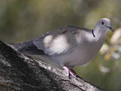 Eurasian-collared Dove