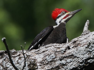 Pileated Woodpecker