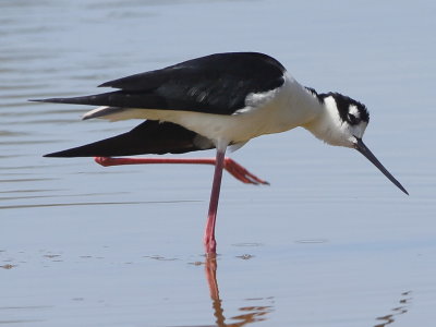 Black-necked Stilt.jpg