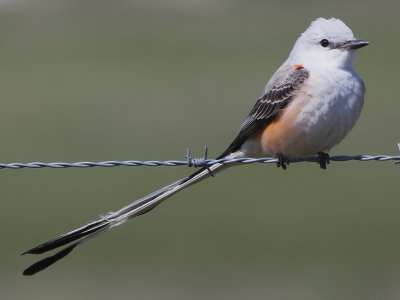 Scissor-tailed Flycatcher