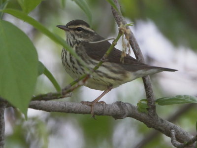 Northern Waterthrush
