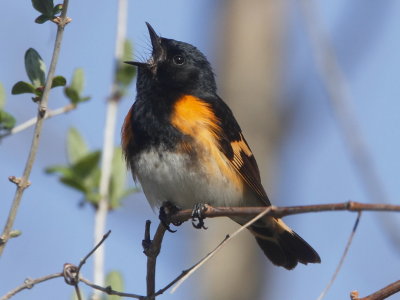 American Redstart