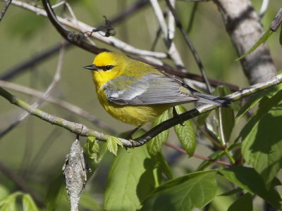 Blue-winged Warbler