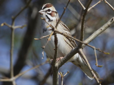 Lark Sparrow