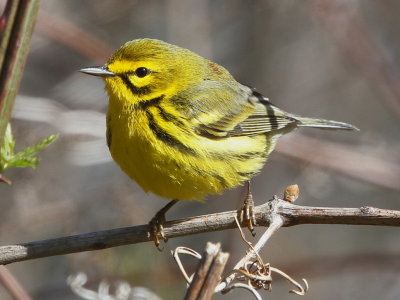 Prairie Warbler
