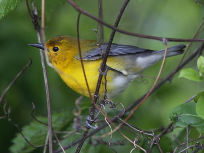 Prothonotary Warbler