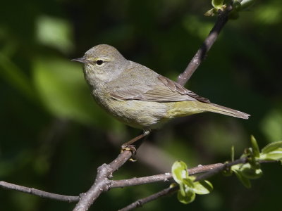 Orange-crowned Warbler