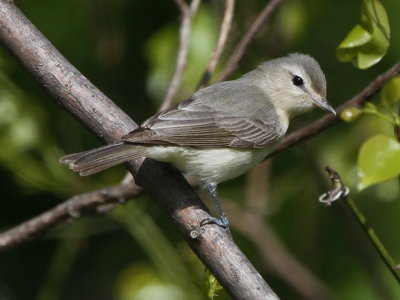 Warbling Vireo