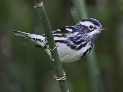 Black And White Warbler