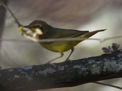 Kentucky Warbler