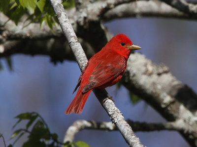 Summer Tanager