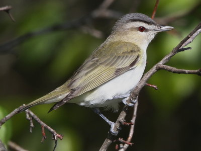 Red-eyed Vireo