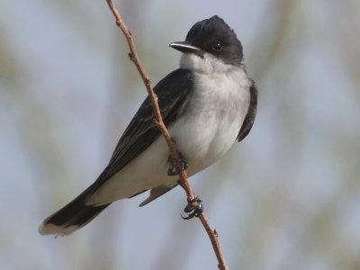 Eastern Kingbird