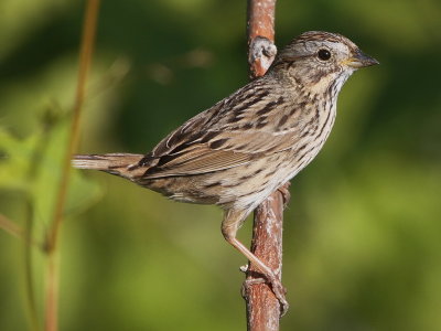 Lincoln's Sparrow