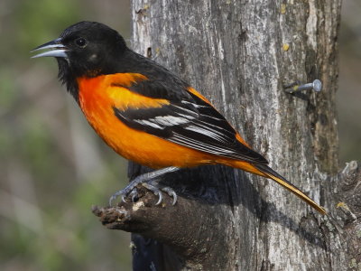 Baltimore Oriole