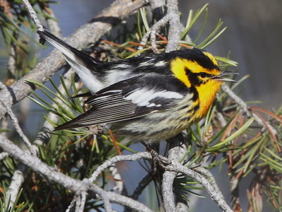 Blackburnian Warbler