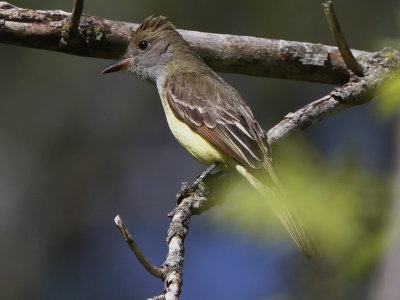 Great-crested Flycatcher