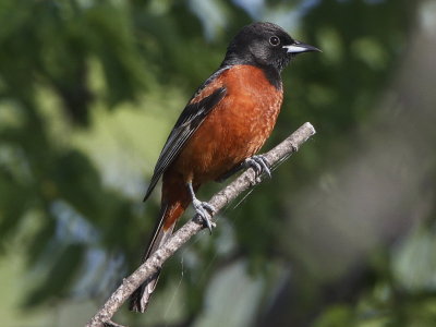 Orchard Oriole