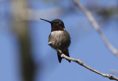 Ruby-throated Hummingbird