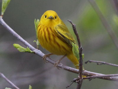 Yellow Warbler