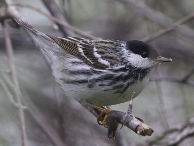 Blackpoll Warbler